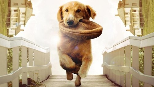 A Dog's Purpose - Mục Đích Sống Của Một Chú Chó - Hình 3