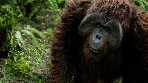Dawn of the Planet of the Apes - Sự Khởi Đầu Của Hành Tinh Khỉ - Hình 4